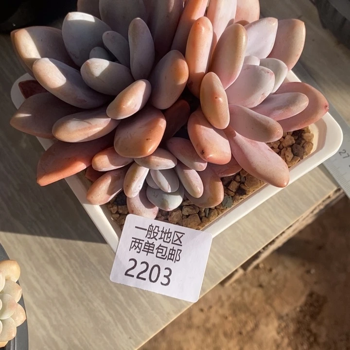 【闪购商品】妮2203多肉植物盆栽