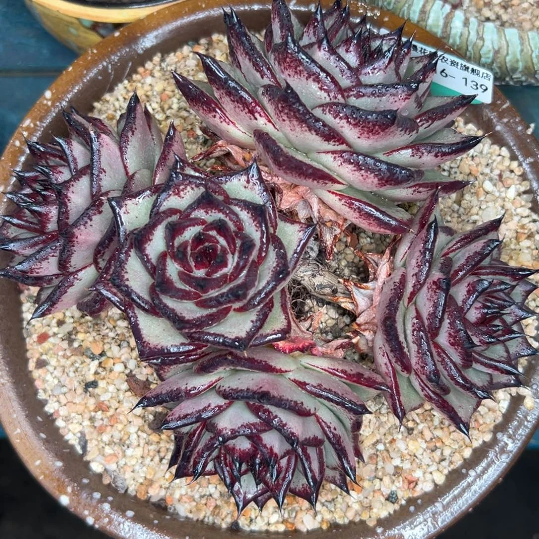 多肉一物一拍0116-139