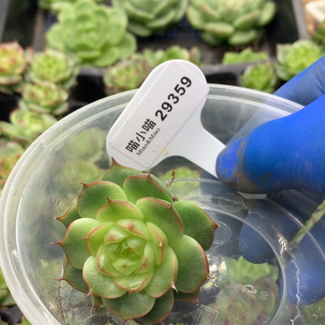 九***敏多肉植物杂交珍妮