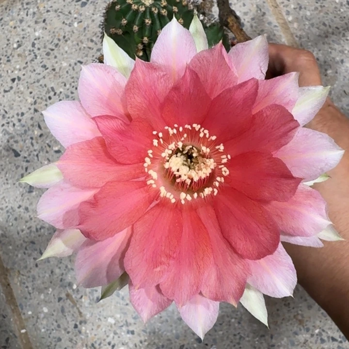 243彩草根掰花脱土发货斑软伤