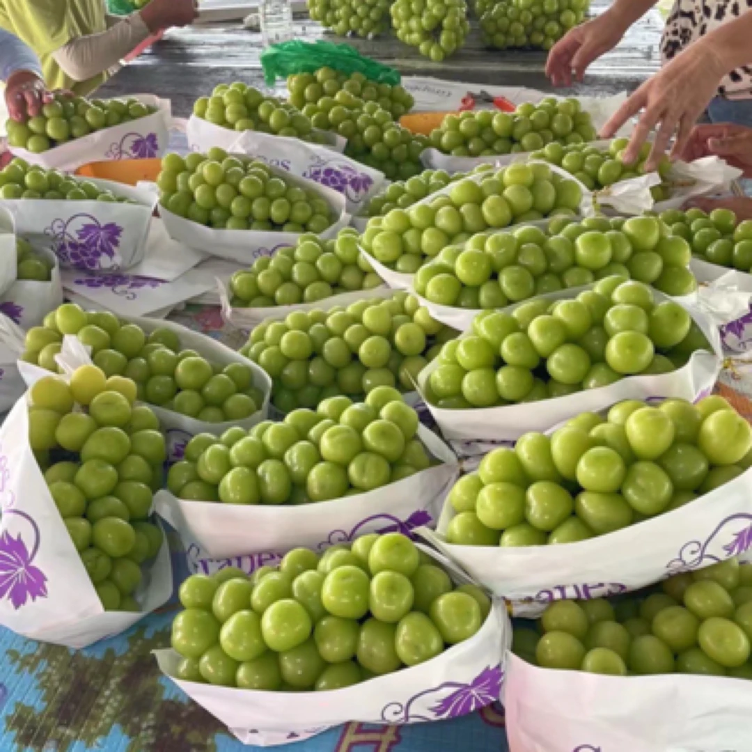 晴王葡萄（12-16克）香甜，净重6｡有水果检测报告，放心购！