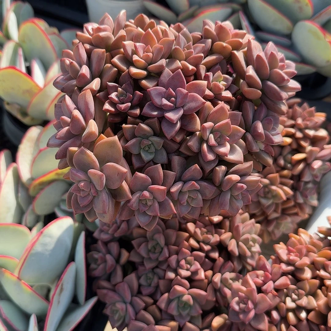 姬胧月多肉植物精品