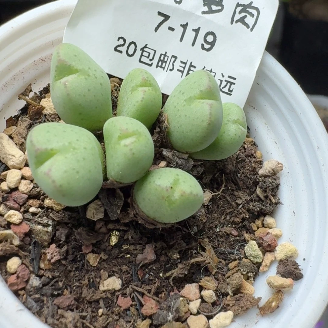 带盆土。