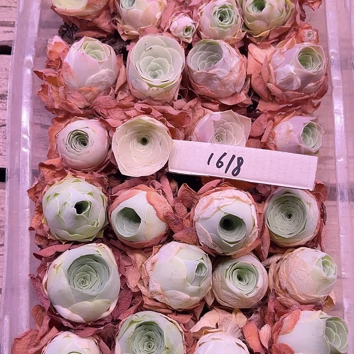 山地玫瑰1618号，一物一拍24颗