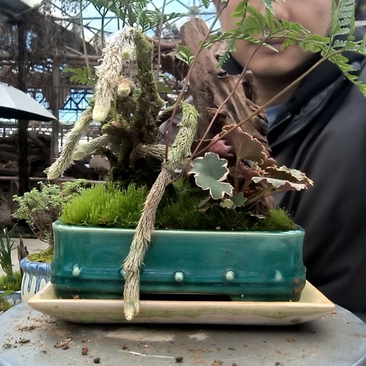 糖*猫小盆景小植物一物一拍185
