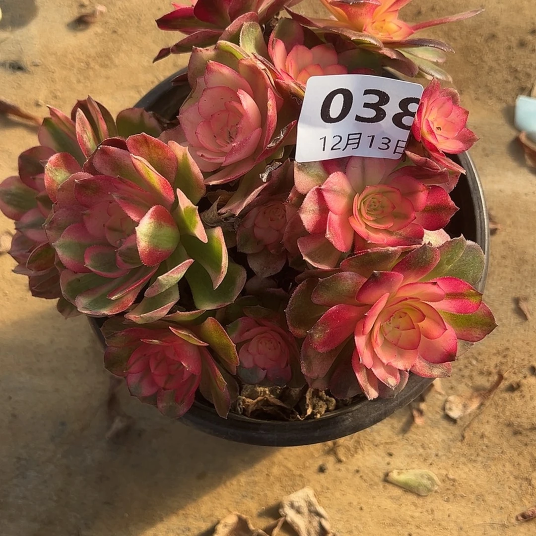 1.13-38荔枝多肉植物