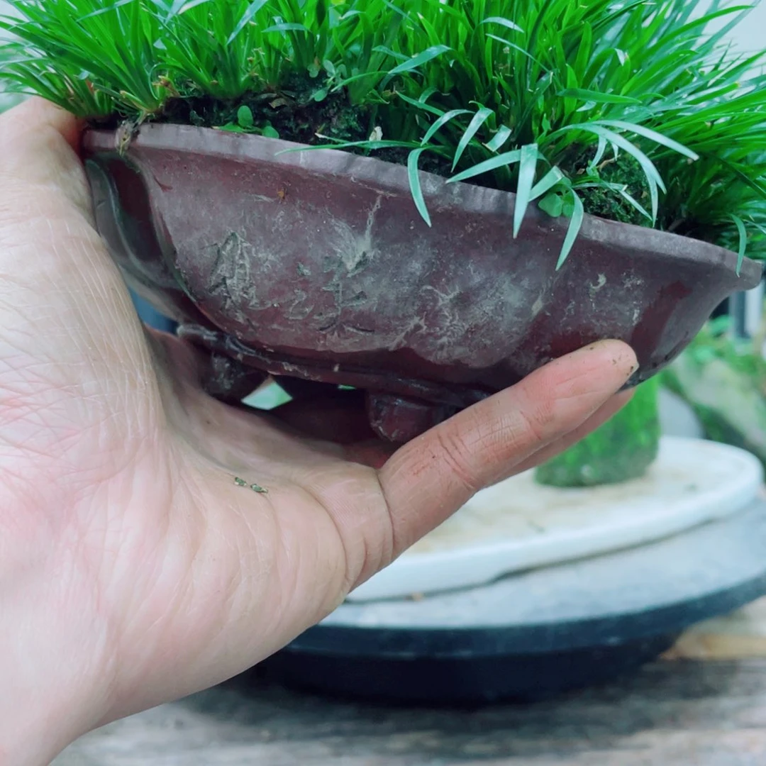 无铅玻璃主*铁线蕨铁线蕨铁线蕨