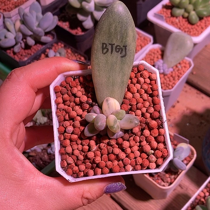 白糖果美人锦多肉植物