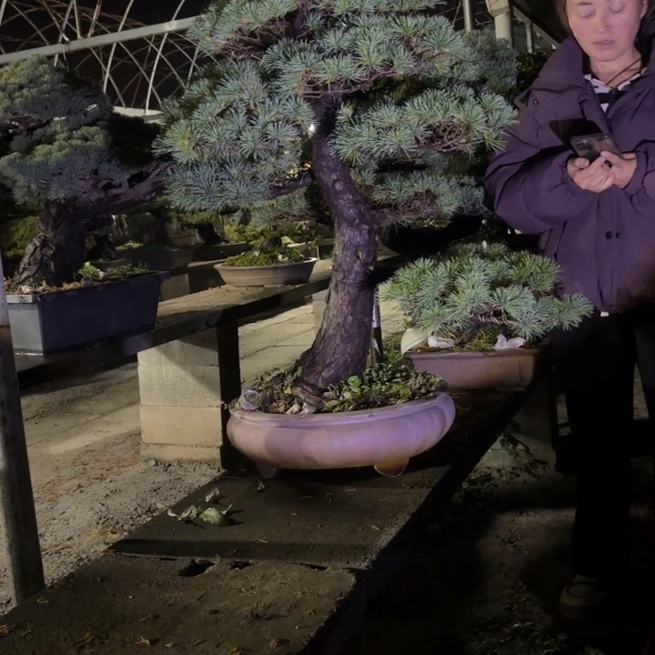 海***，无花朵1145555558855