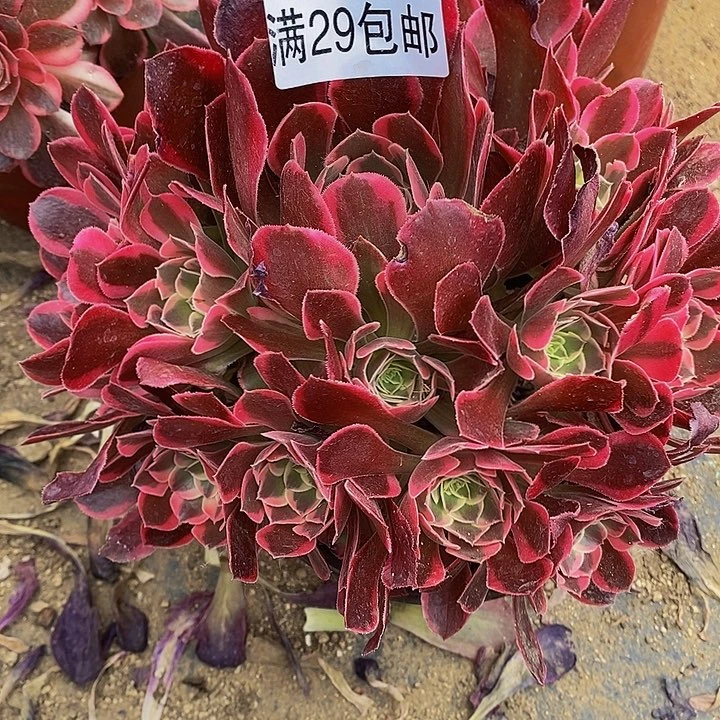 多肉花样年华761多肉