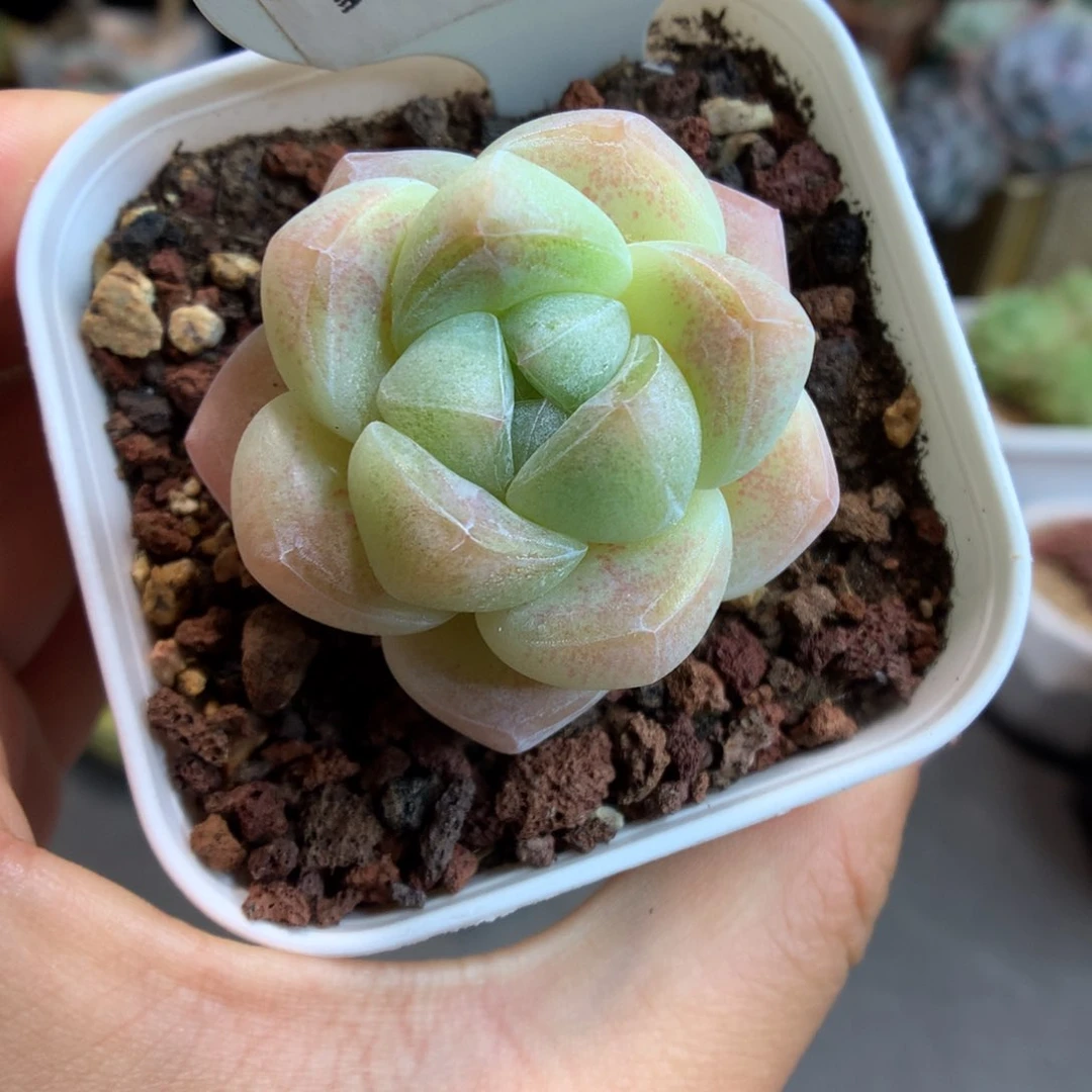 22肥肥冰玉多肉植物