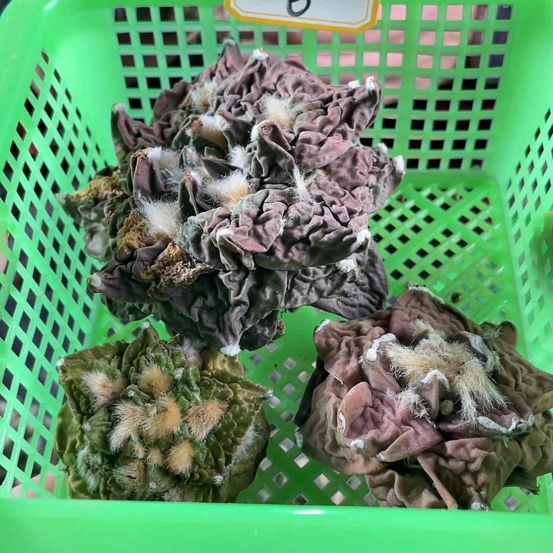 6号酸菜筐拍1筐3颗