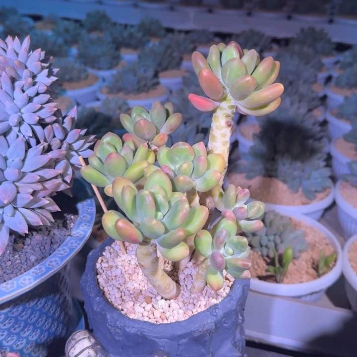 潘多拉 7头 一物一拍