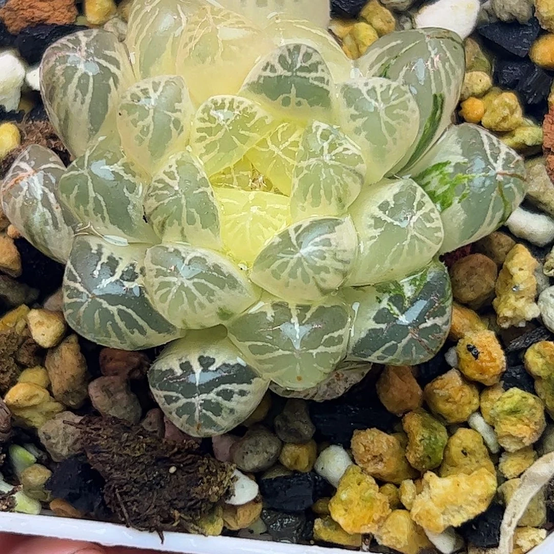 糊斑塑料皮锦十二