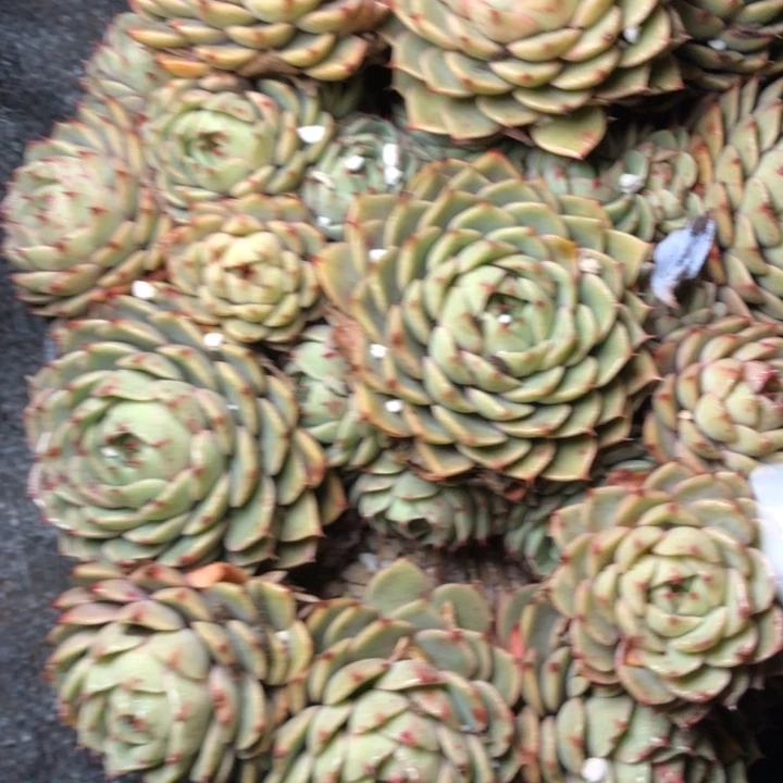 我**我66/////////////