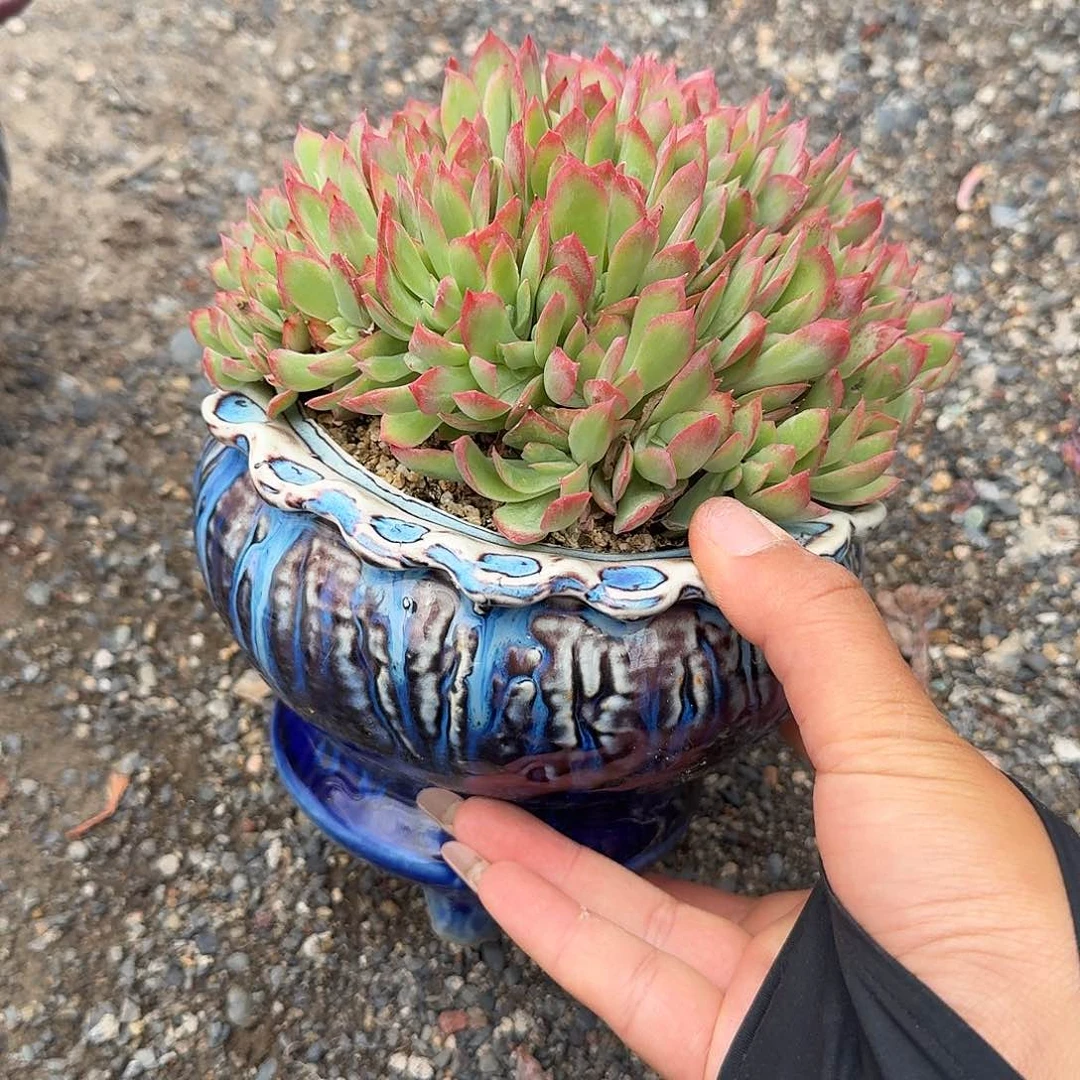 绮罗多多一多肉植物