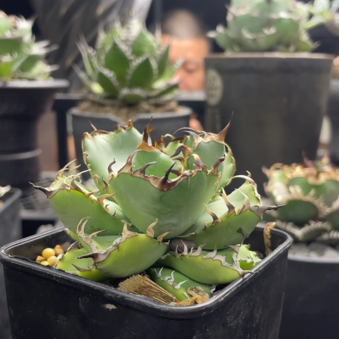 【闪购商品】灯养 黑鯨。