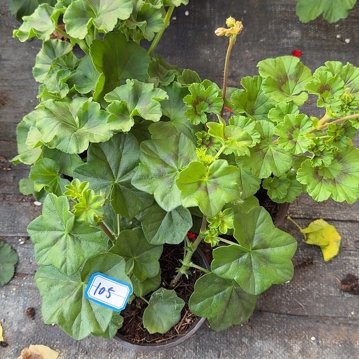 完全开放天竺葵105号