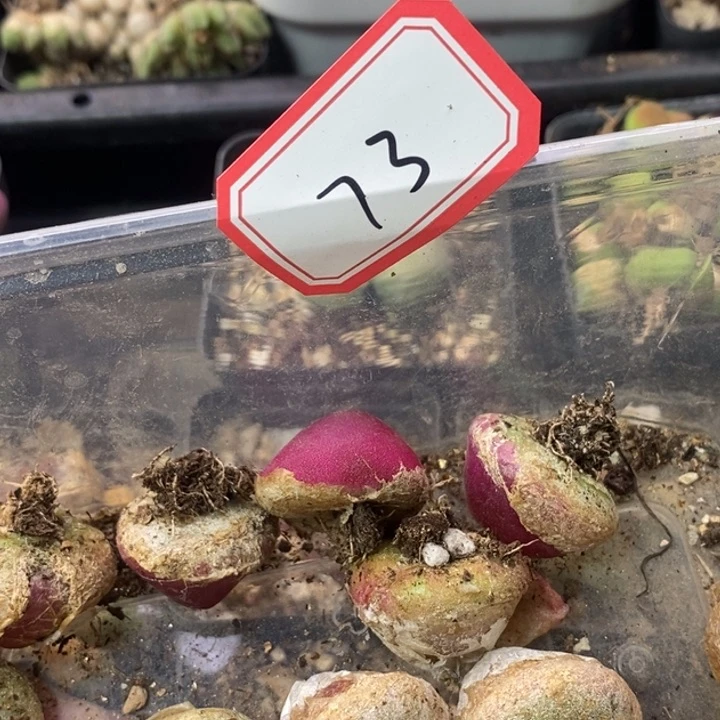 熊*婆55658896665598886668