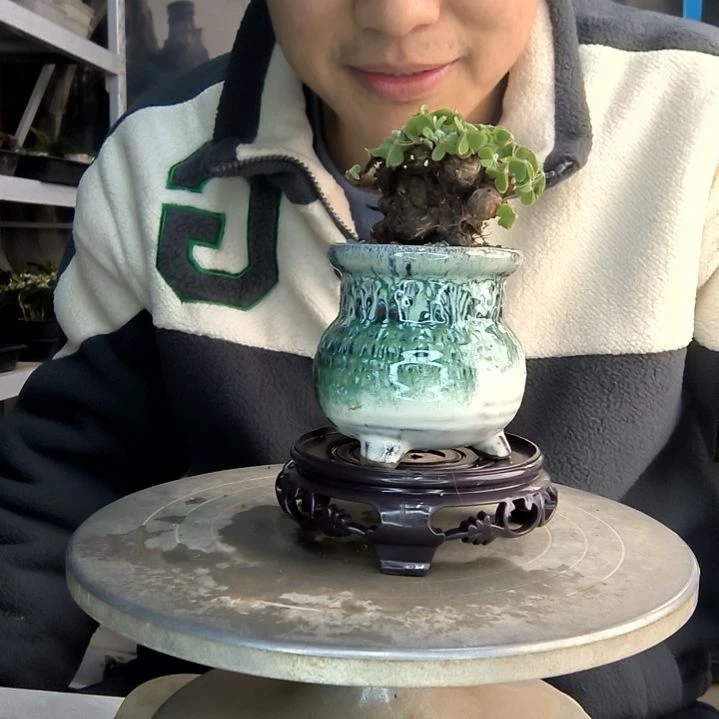 然****4小盆景小植物一物一拍97