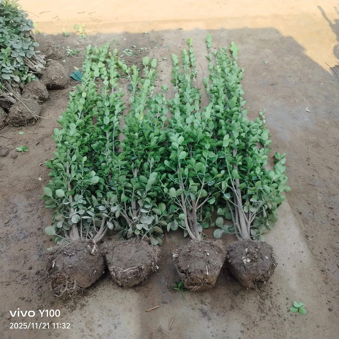 围墙篱笆植物大叶北海道黄杨苗冬青树苗四季常青庭院景观园林绿化