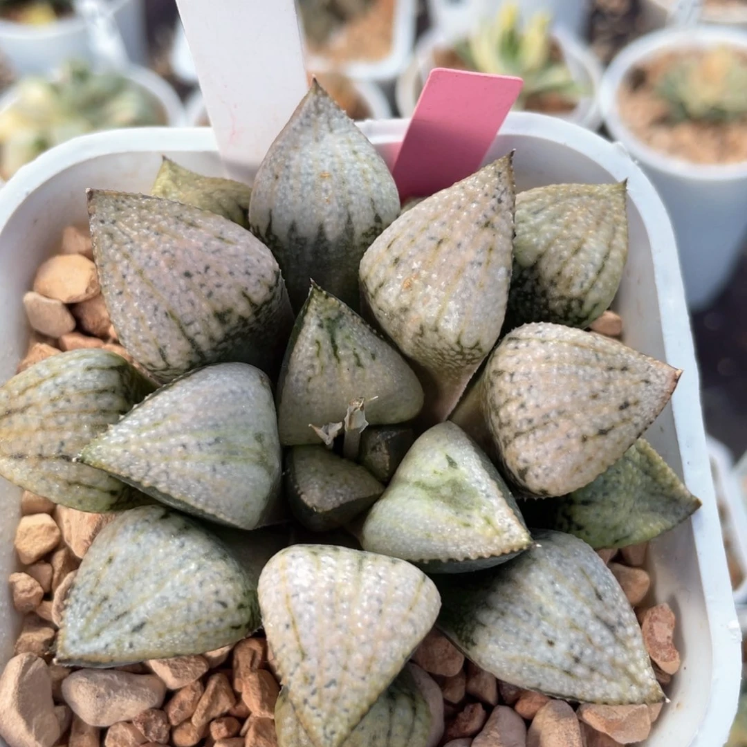 43世界一号白银。