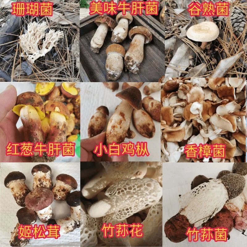 边境天然滋补山货~代拍链接