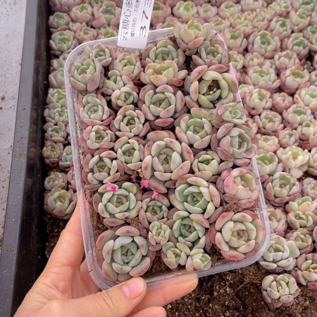 云糖心多肉植物373