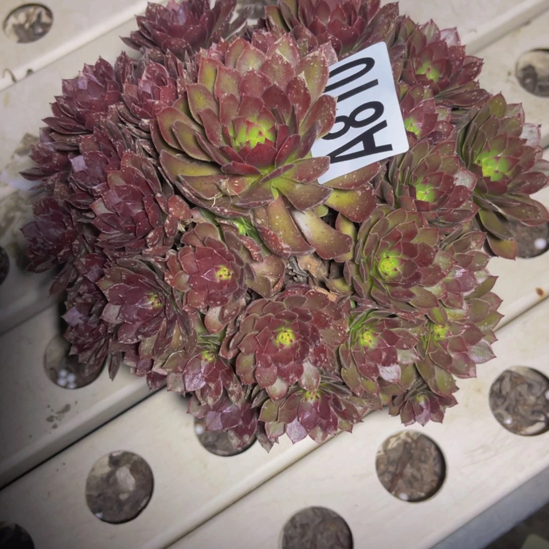 红魔法师7//18包邮