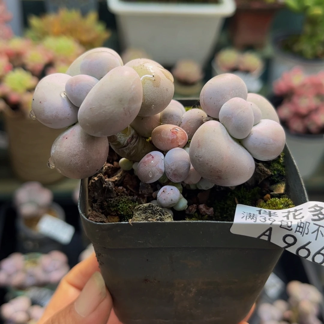 966芭比奶酪6cm多肉
