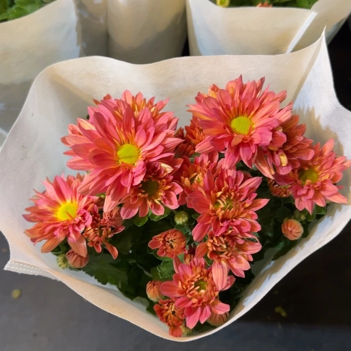 三文鱼小菊盆栽带花和花苞发货