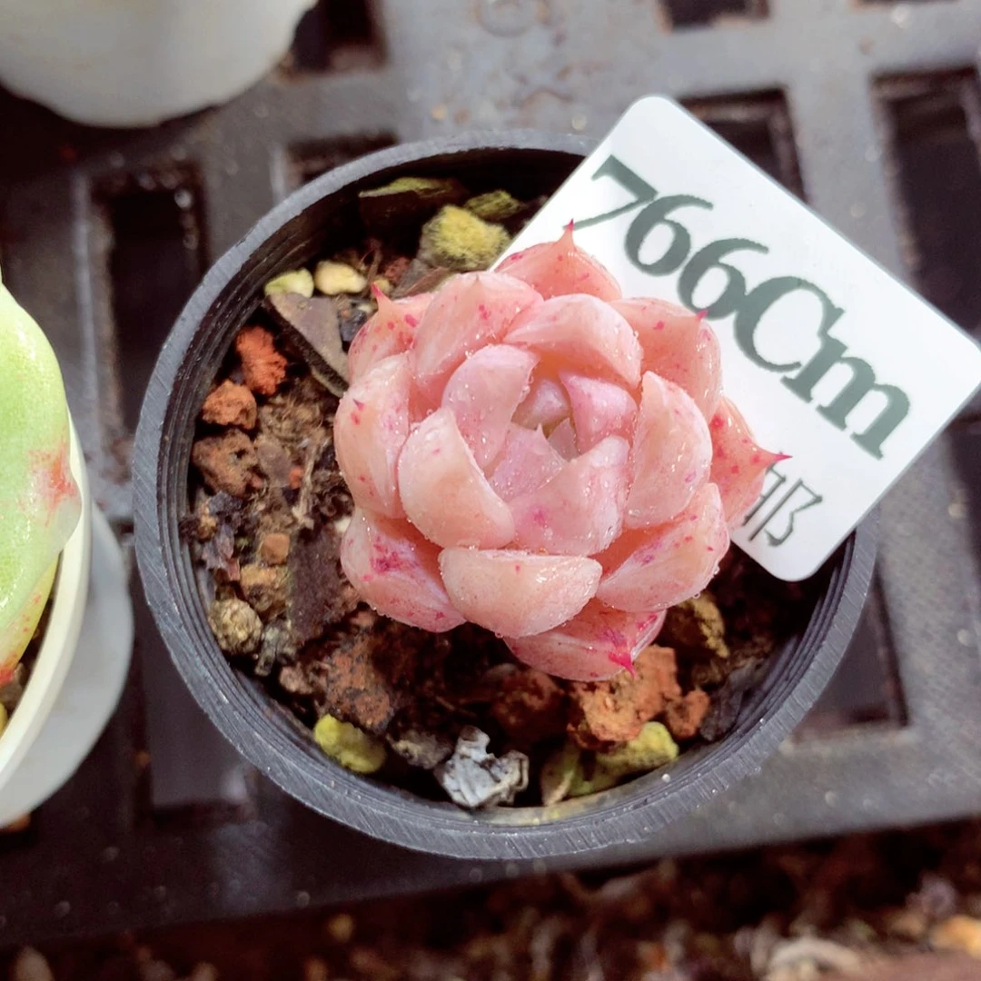 5厘米盆精控多肉766