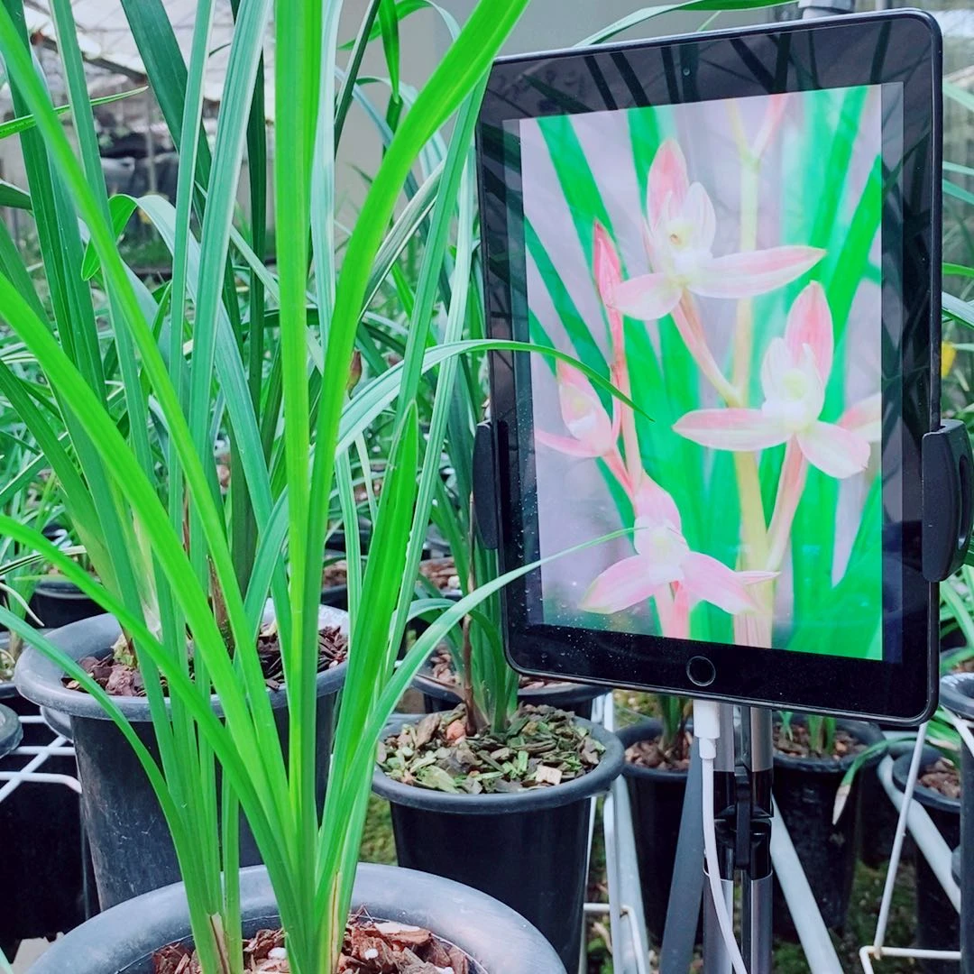 当前无花栽培后可以开花