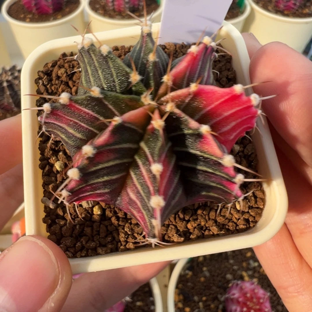 239 好看的米哈冲冲冲