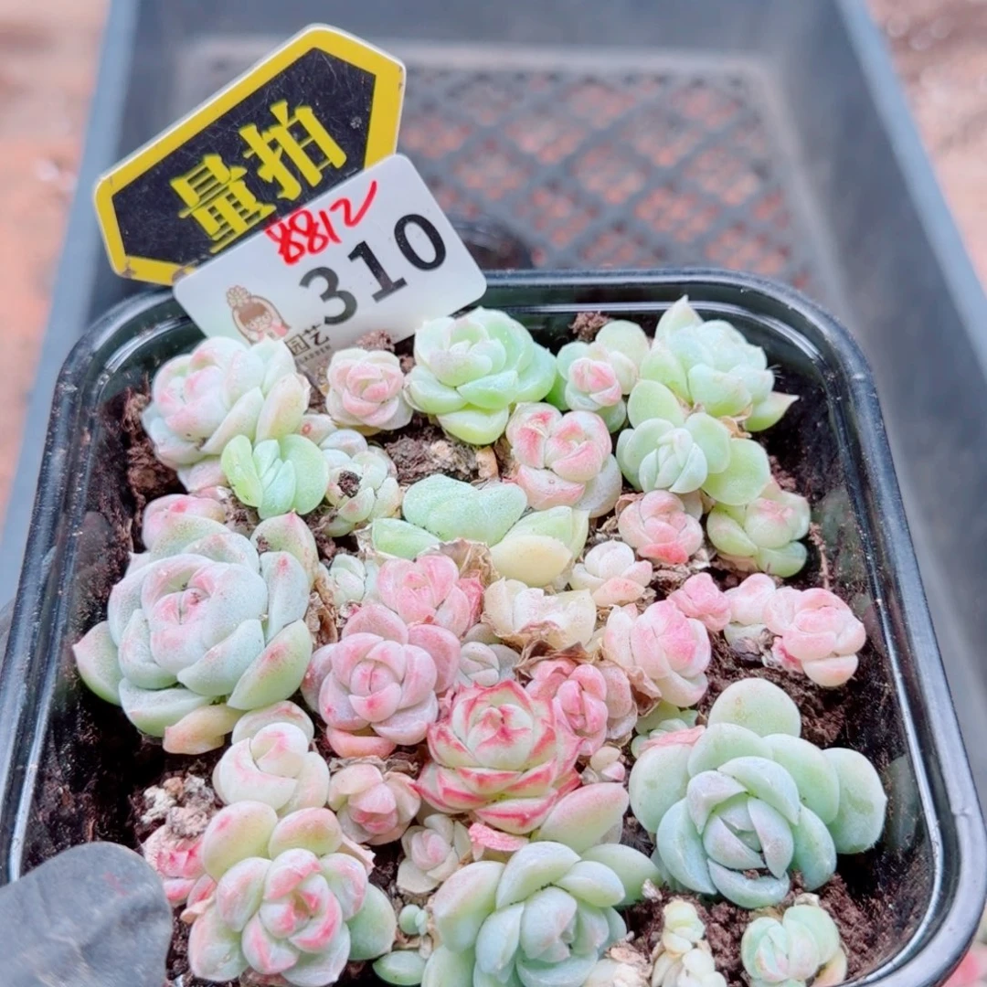 多肉植物多肉植物