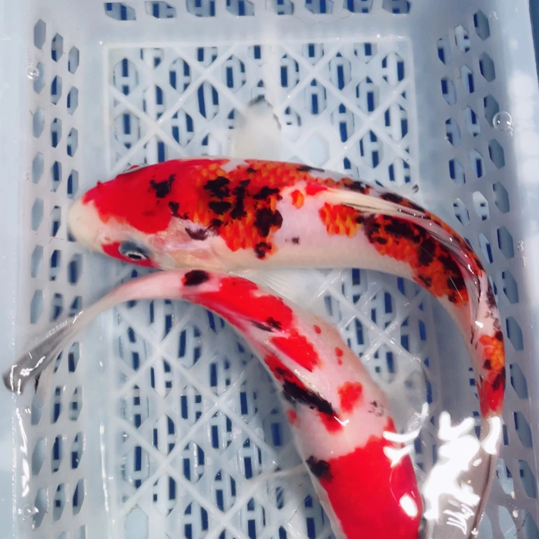 锦鲤观赏锦鲤鱼123