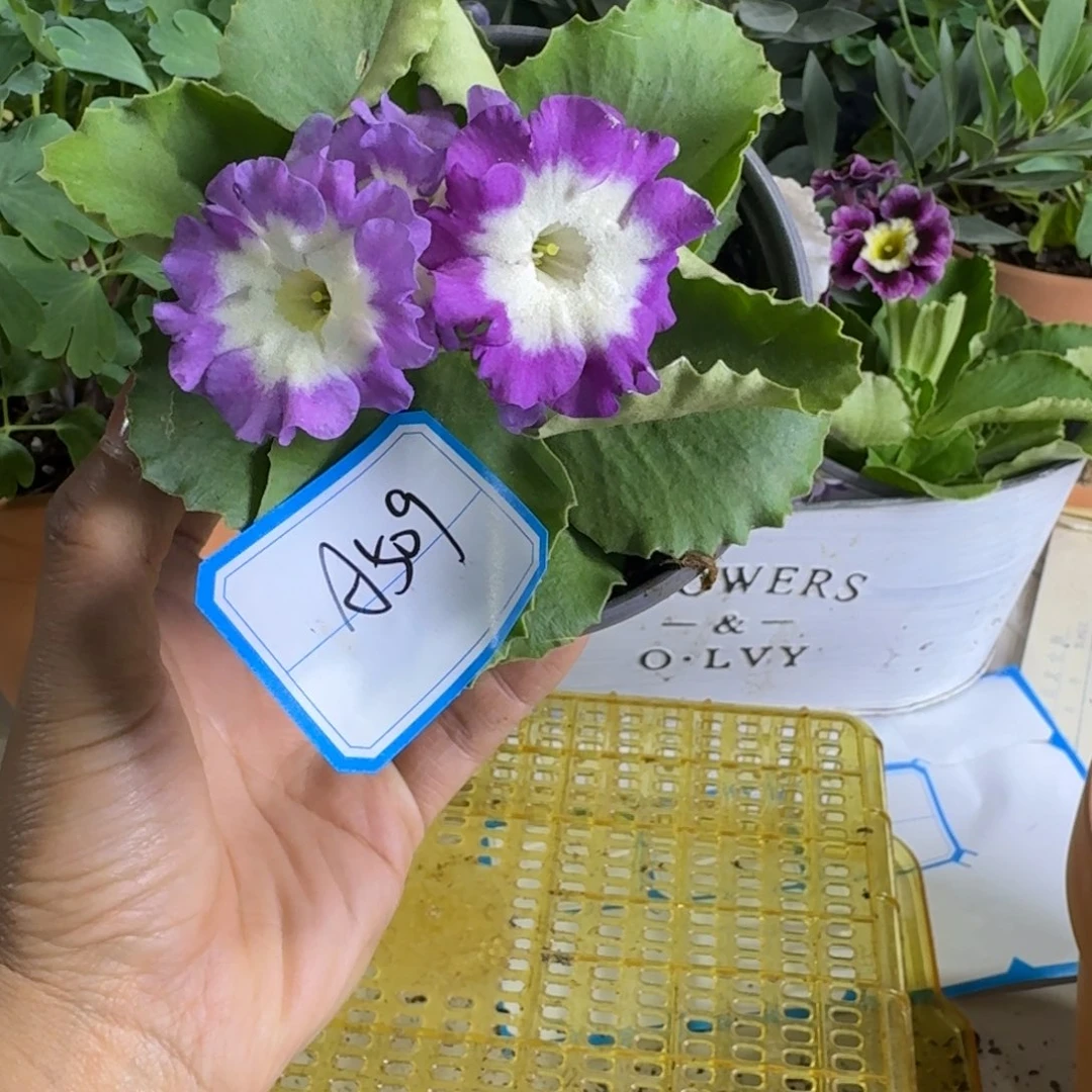 一物一拍    耳叶A509