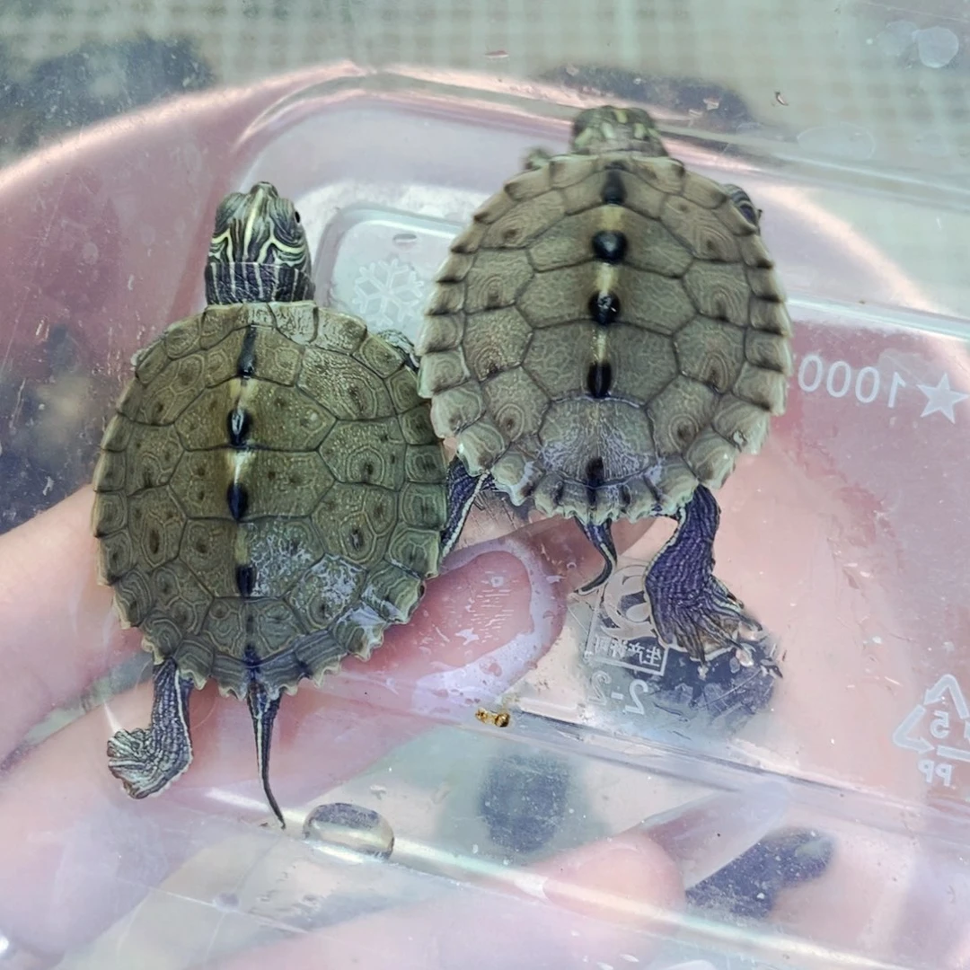 不分公母宠物龟地图苗一对