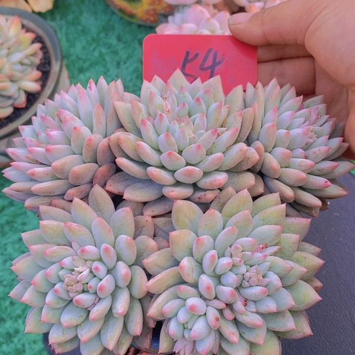 这么久不给个话好