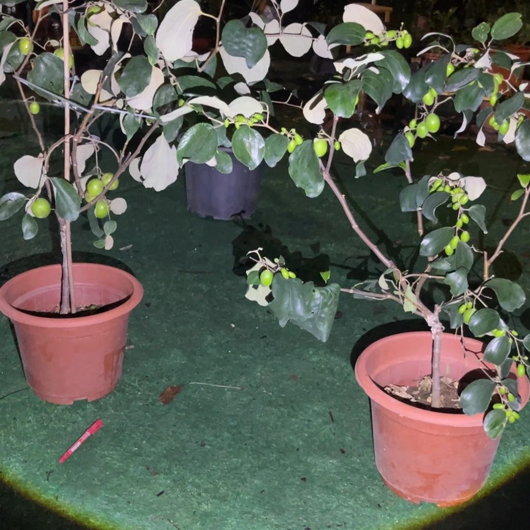 无花朵2222我也喜欢这个颜色啊好喜欢这个颜色