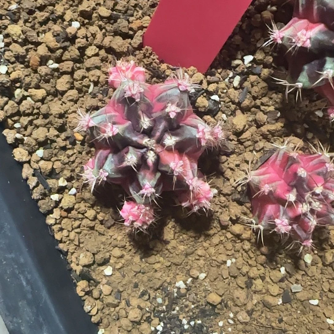 L702-1225泰国发货 小粉