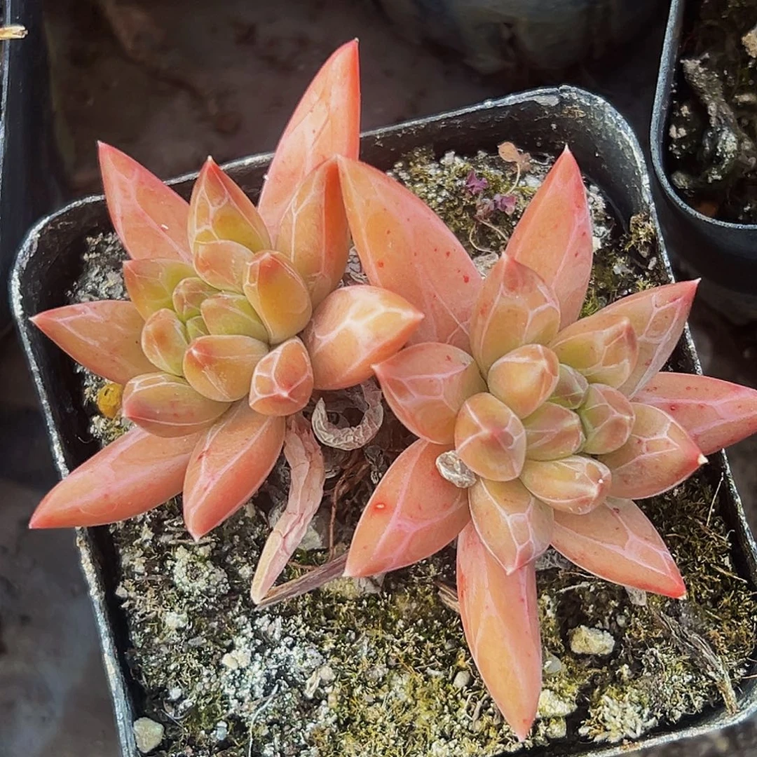 桔云多肉美人精品系列