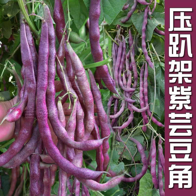 九粒红豆角种子芸豆种籽老来少豆角春季四季菜豆蔬菜种孑芸豆种孑