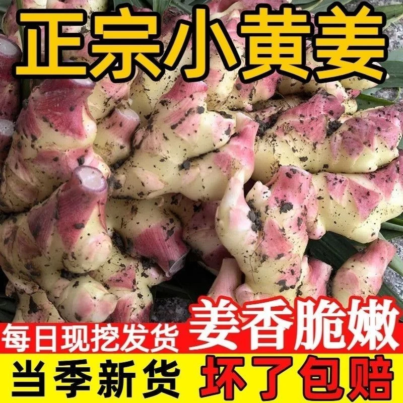 贵州高山新鲜现挖小黄姜可做泡姜糖醋姜口感清脆爽口
