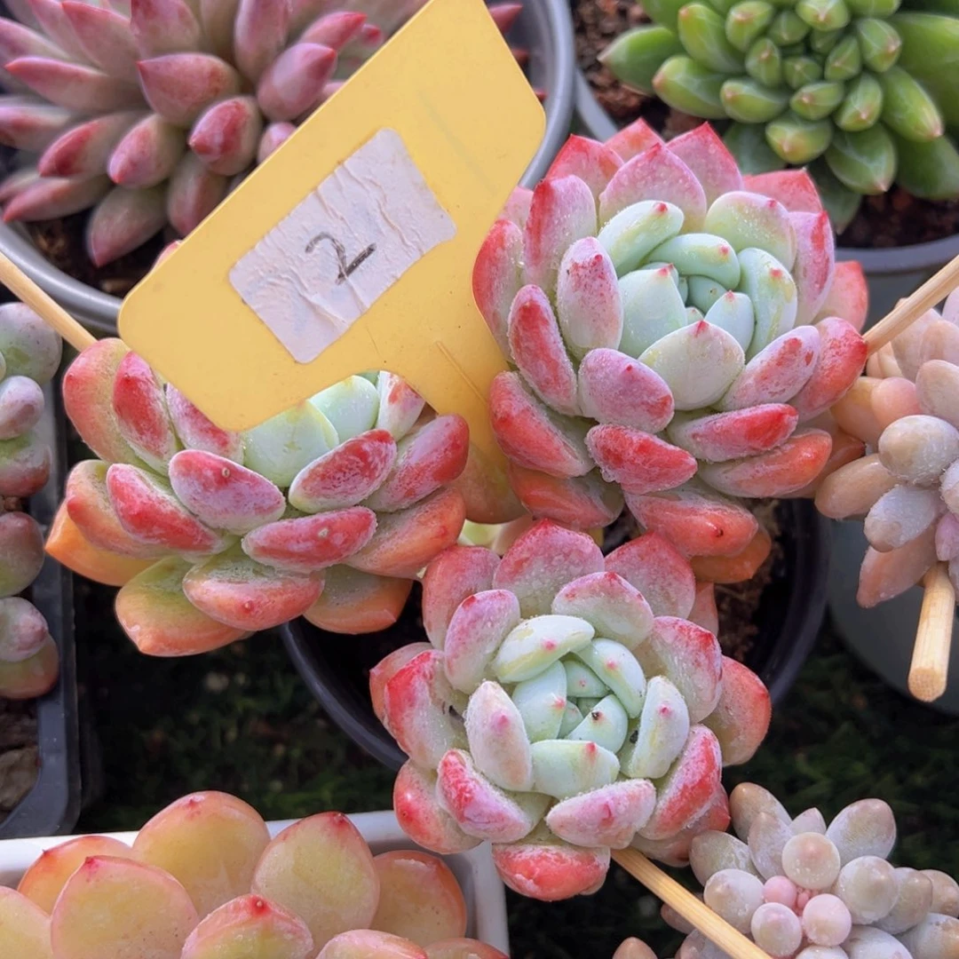 香玉的故事是一个人的故事