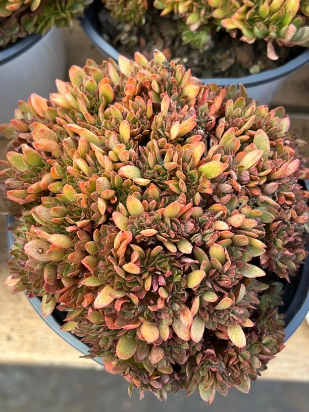 【任意两单包邮】糖果缀化11厘米多肉植物，脱土发货