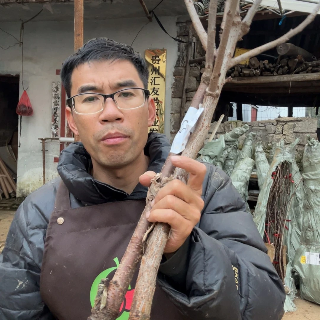当前无花栽培后可以开花52