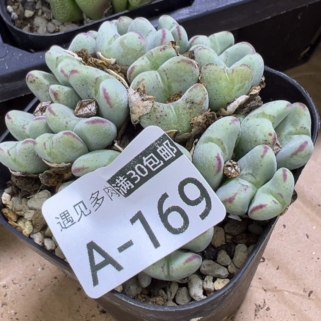 多肉植物1111111111111111