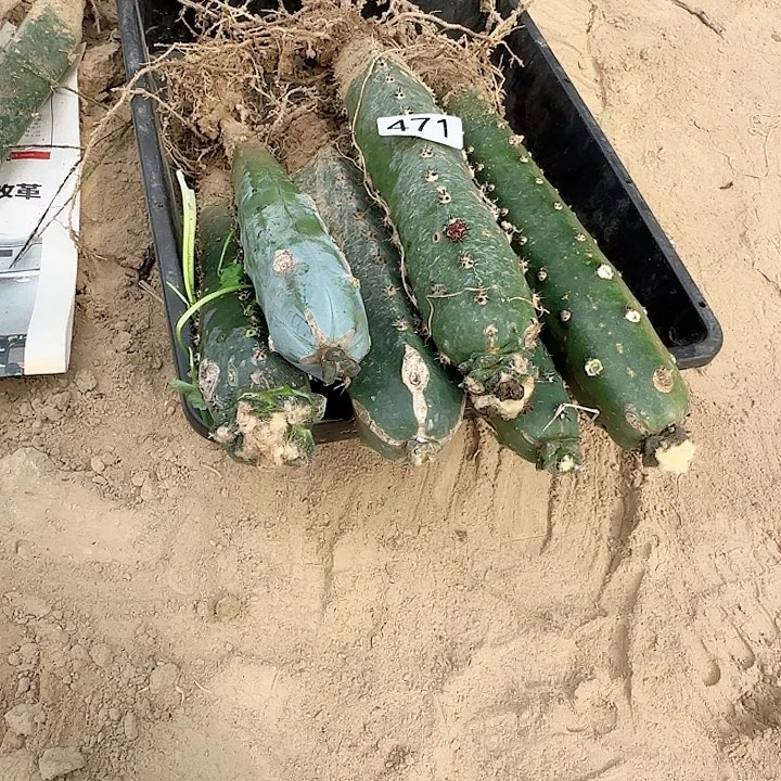 盲盒牡丹471一筐