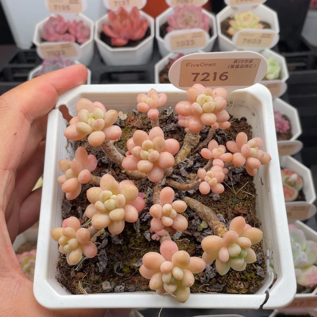 鱼子酱7216-10.5厘米